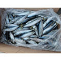 Frozen Mackerel fish